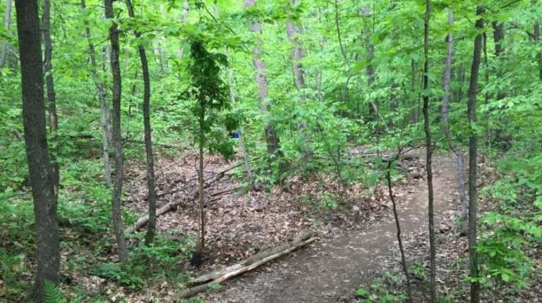 Official trail at right, and renaturalized trail at left.